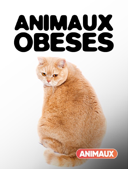 Animaux - Animaux obèses