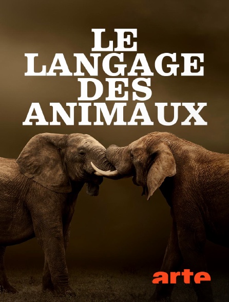 Arte - Le langage des animaux