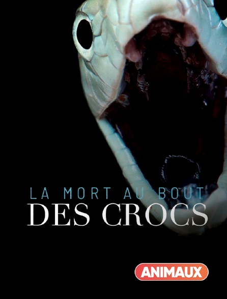 Animaux - La mort au bout des crocs en replay