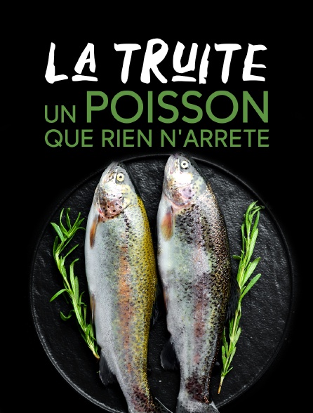 La truite, un poisson que rien n'arrête