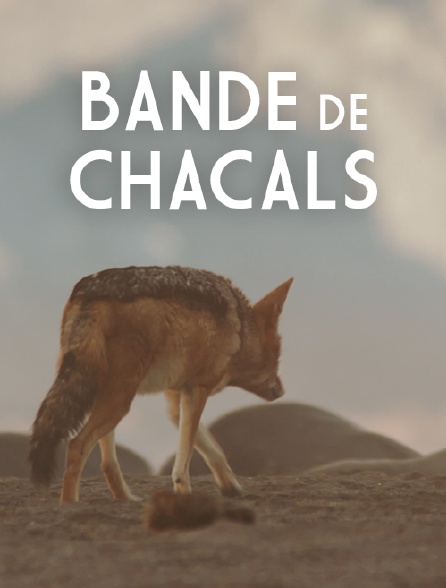 Bande de chacals