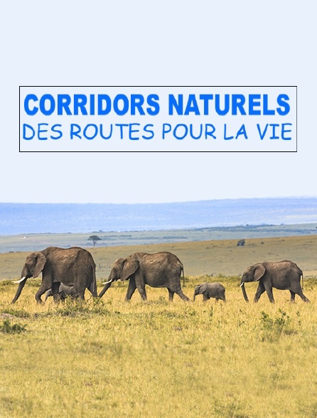 Corridors naturels : des routes pour la vie