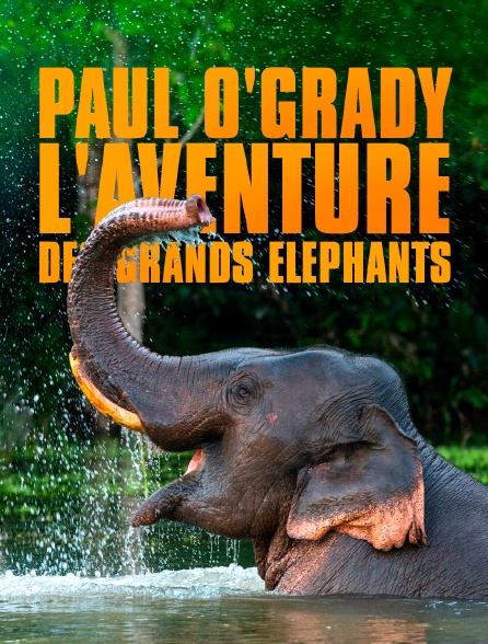 Paul O'Grady : l'aventure des grands éléphants