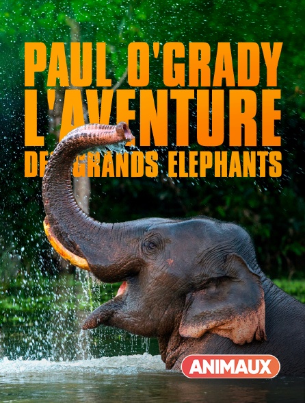 Animaux - Paul O'Grady : l'aventure des grands éléphants