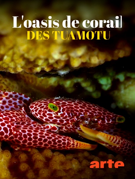 Arte - L'oasis de corail des Tuamotu