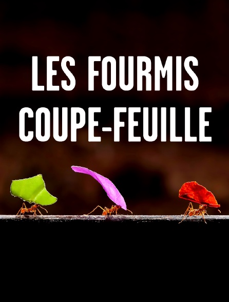 Les fourmis coupe-feuille