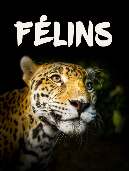 Félins