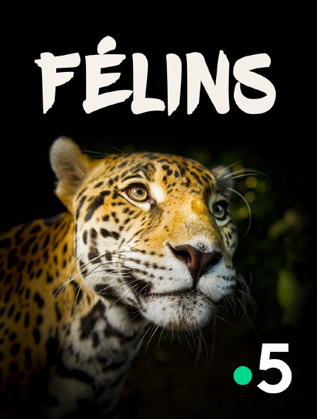 France 5 - Félins