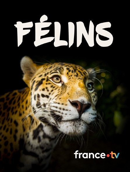 france.tv - Félins