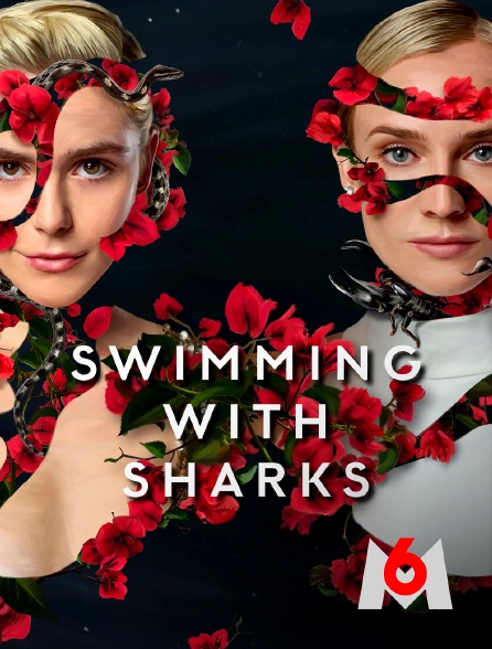 M6 - Swimming with sharks