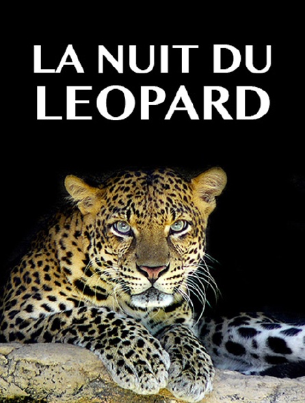 La nuit du léopard