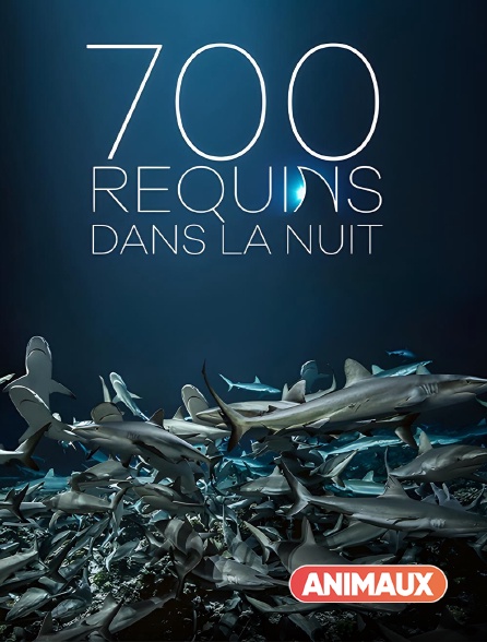 Animaux - 700 requins dans la nuit en replay
