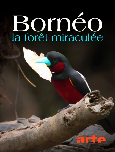 Arte - Bornéo, la forêt miraculée