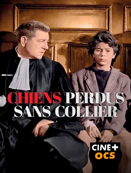 CINÉ Cinéma - Chiens perdus sans collier en replay