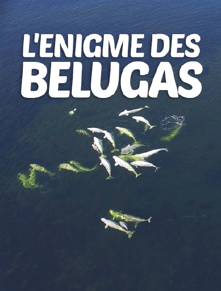 L'énigme des bélugas