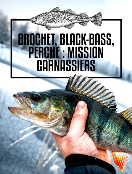 Brochet, black-bass, perche : mission carnassiers