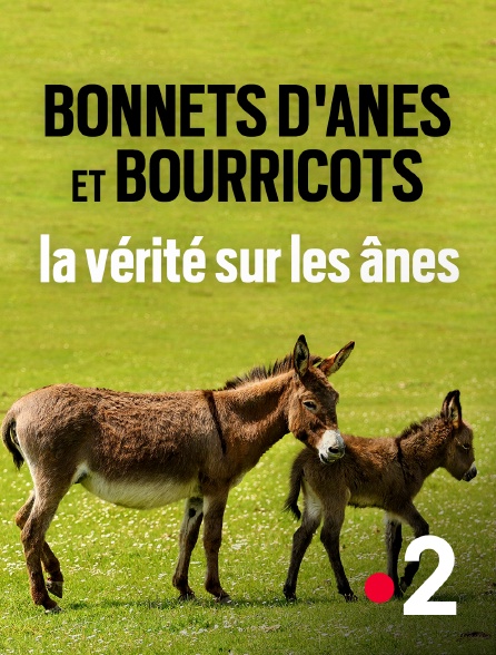 France 2 - Bonnets d'ânes et bourricots, la vérité sur les ânes