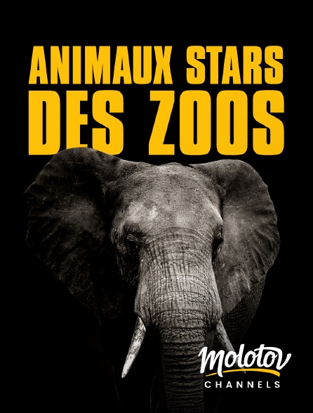 Molotov Channels - Animaux stars des zoos