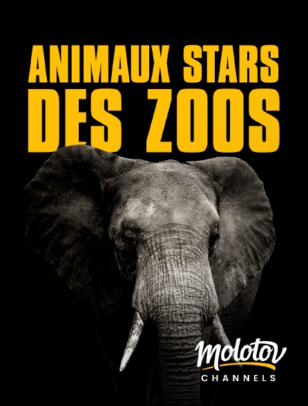 Mango - Animaux stars des zoos