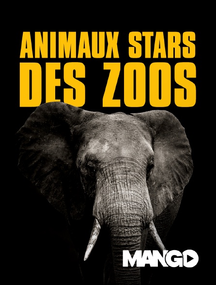 Mango - Animaux stars des zoos