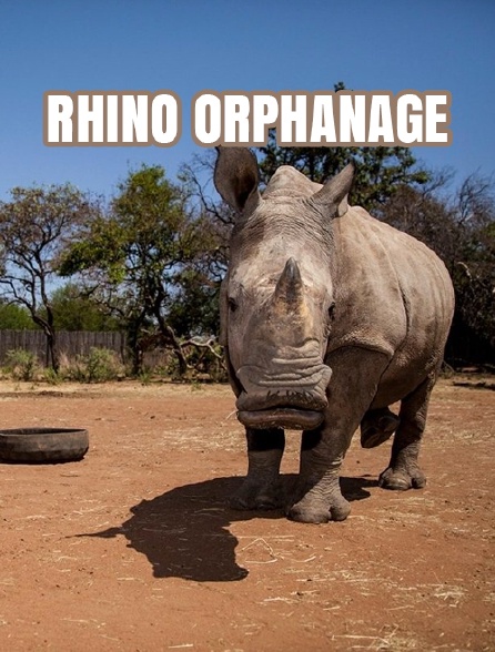 L'orphelinat des rhinos