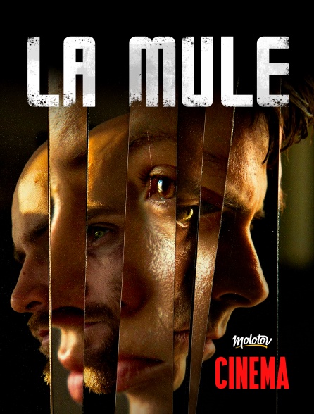 Molotov Channels Cinéma - La mule