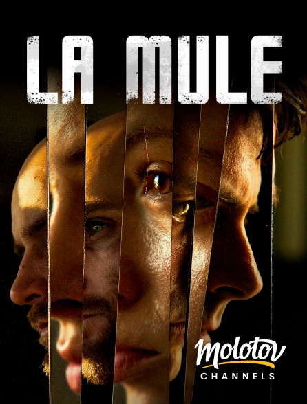 Molotov channels - La mule