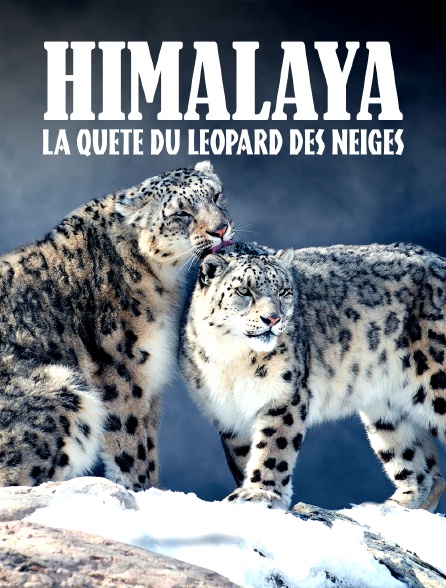 Himalaya, la quête du léopard des neiges
