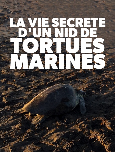 La vie secrète d'un nid de tortues marines