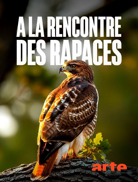 Arte - A la rencontre des rapaces en replay