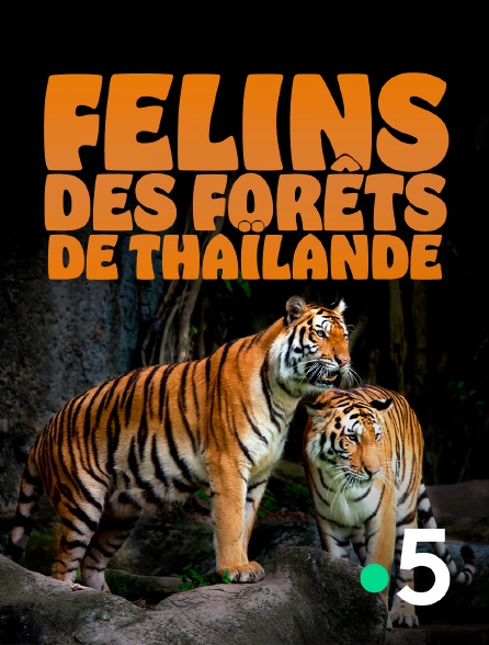France 5 - Félins des forêts de Thaïlande