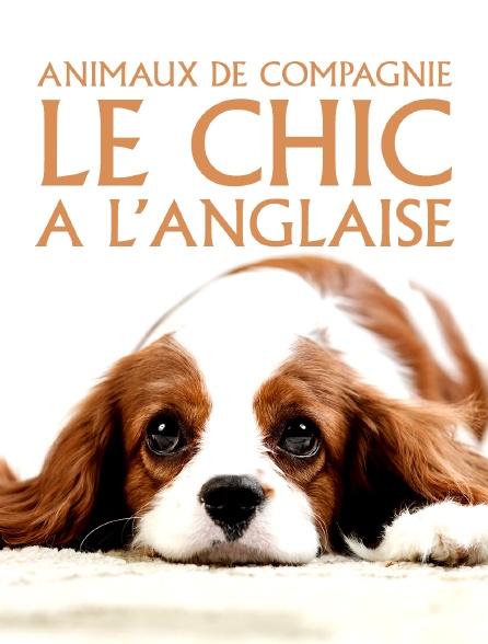 Animaux de compagnie : Le chic à l'anglaise