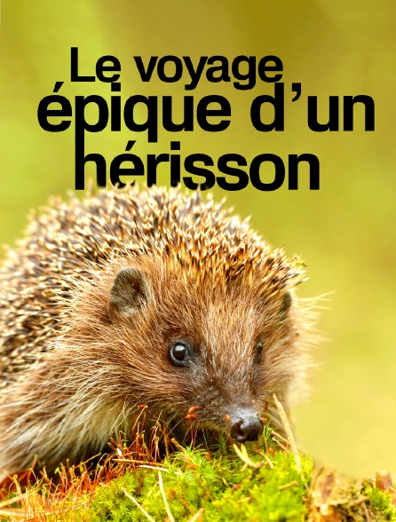 Le voyage épique d'un hérisson