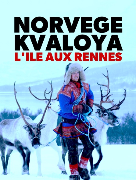 Norvège : Kvaloya, l'île aux rennes