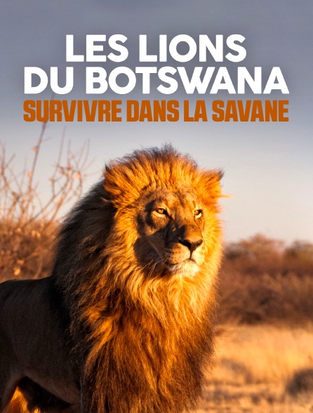 Les lions du Botswana : Survivre dans la savane