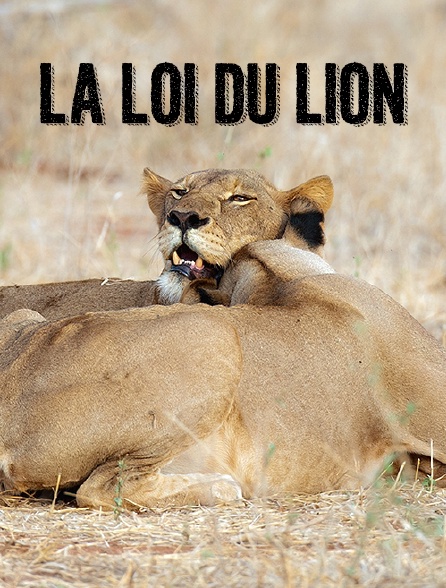 La loi du lion