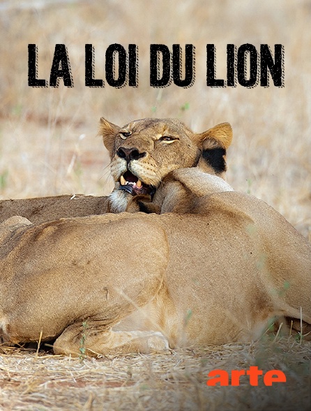 Arte - La loi du lion