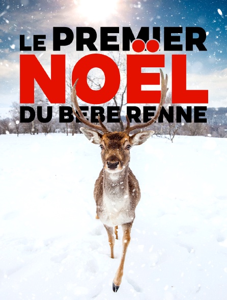 Le premier Noël du bébé renne