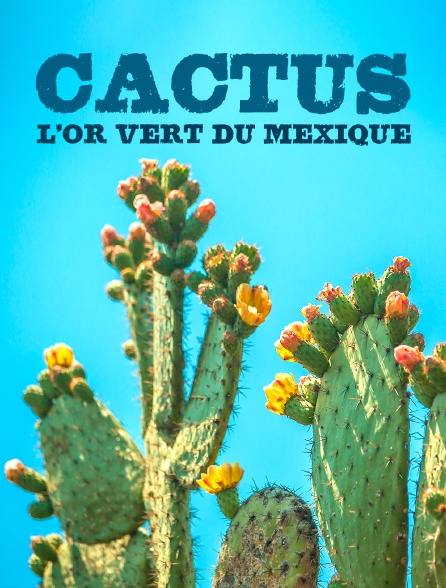 Cactus, l'or vert du Mexique
