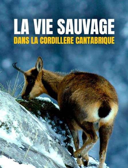 La vie sauvage dans la cordillère Cantabrique