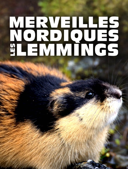 Merveilles nordiques : Les lemmings
