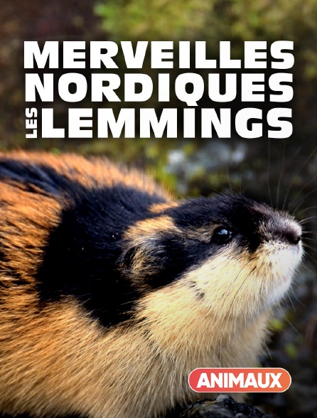 Animaux - Merveilles nordiques : Les lemmings