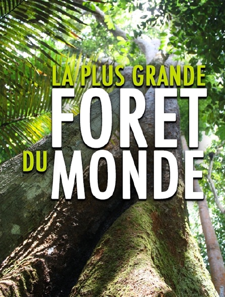 La plus grande forêt du monde