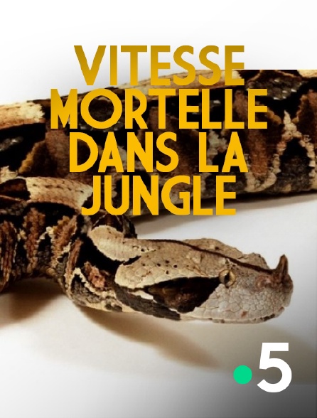 France 5 - Vitesse mortelle dans la jungle