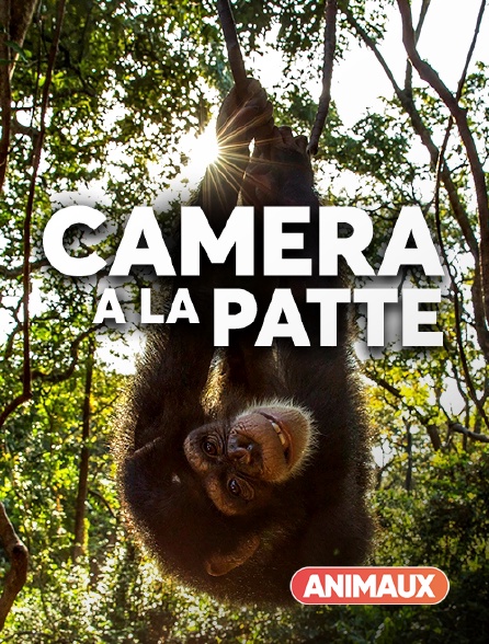 Animaux - Caméra à la patte