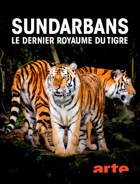 Arte - Sundarbans, le dernier royaume du tigre