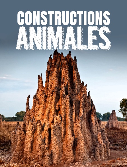 Constructions animales