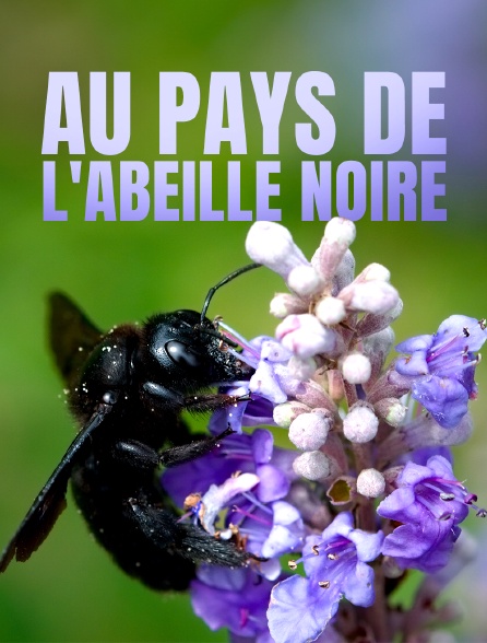 Au pays de l'abeille noire