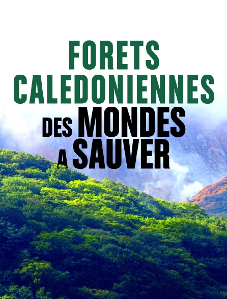 Forêts calédoniennes, des mondes à sauver