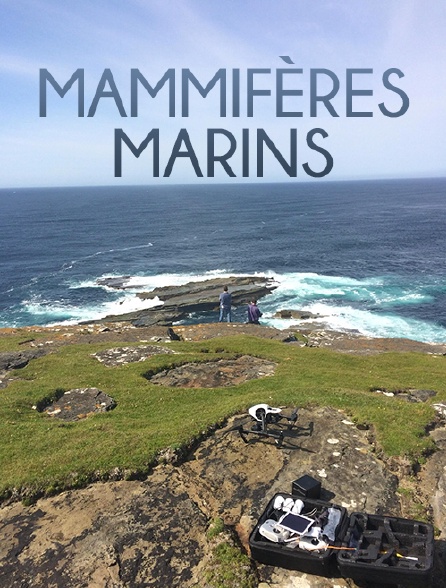 Mammifères marins